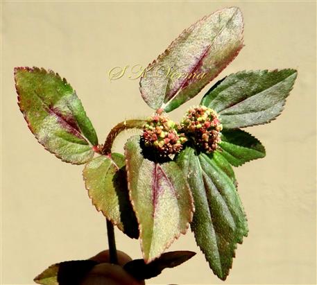   Leaves with purple blotch along midrib and cyathial heads